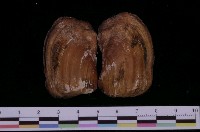 藏品(船形波浪蛤)的圖片